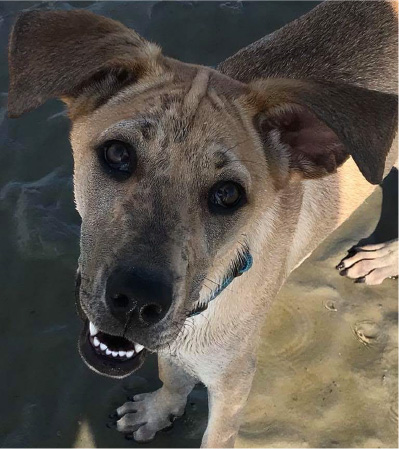 smiling wet dog on sandbar