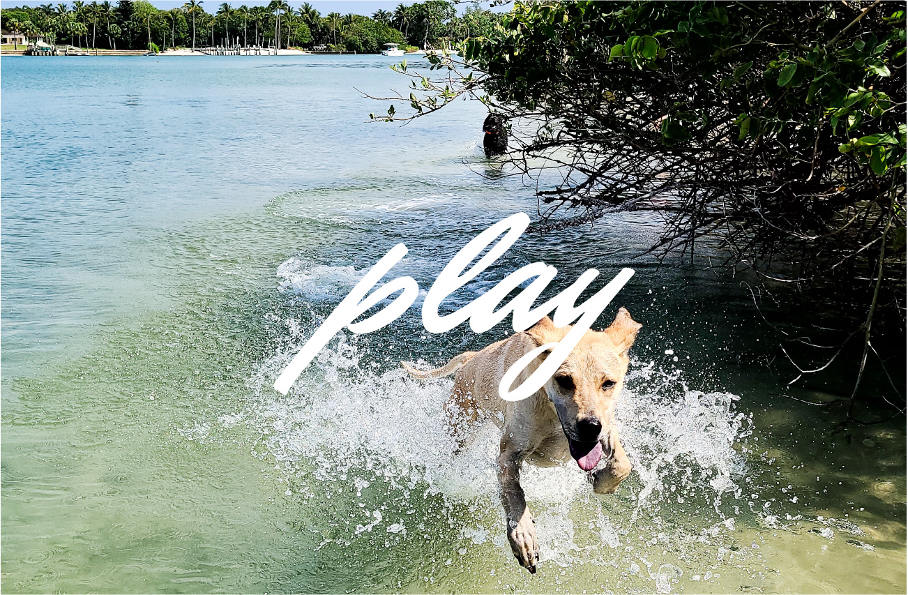 dog leaping and playing in the intracoastal waterway