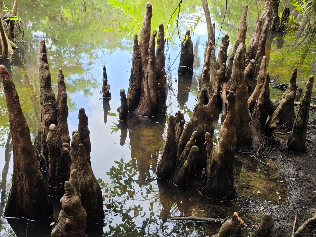 Cypress knees rising from the water along the Loxahatchee River in Jupiter, Florida