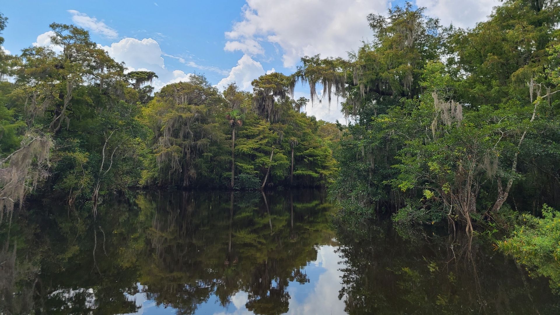 Scenic Loxahatchee River lined with cypress trees and Spanish moss in Jupiter, Florida