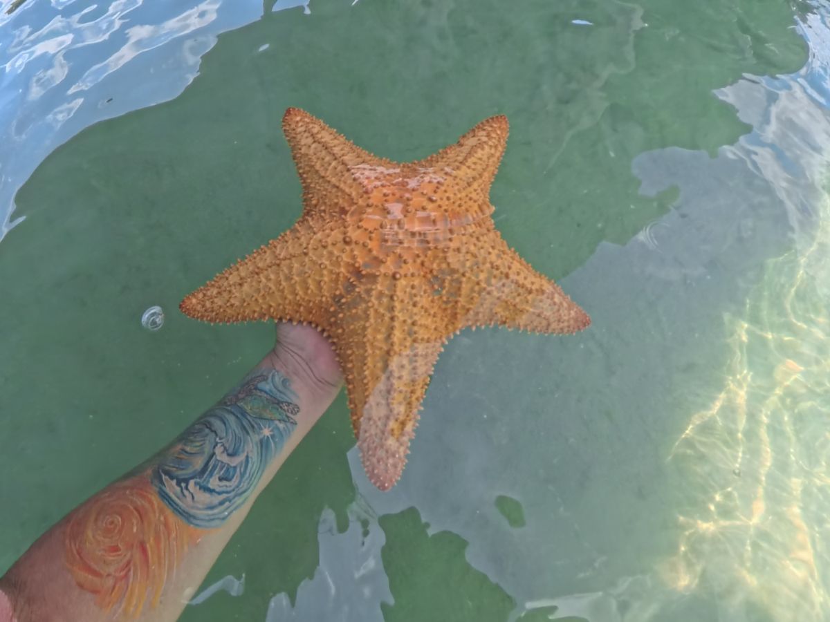 Orange sea star in the clear shallow water at Peanut Island